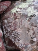 PICTURES/Barnhardt Trail/t_Funny Lichen1.jpg